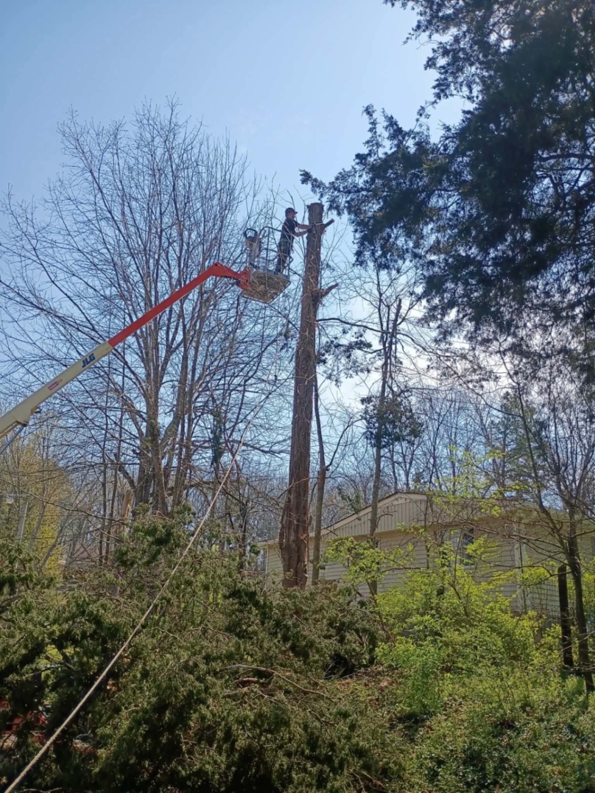 Bucket truck tree removal in progress